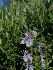 Salvia rosmarinus