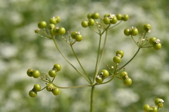 Bifora radians