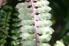 Polypodium rhodopleuron