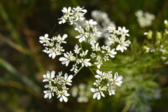 Bifora radians