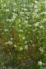Bifora radians