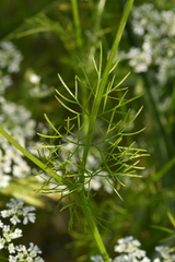 Bifora radians