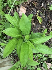 Hackelia virginiana