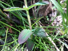 Hypericum undulatum
