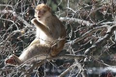 Macaca sylvanus