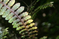 Polypodium rhodopleuron