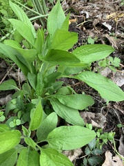 Hackelia virginiana
