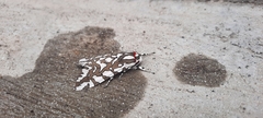 Arachnis dilecta