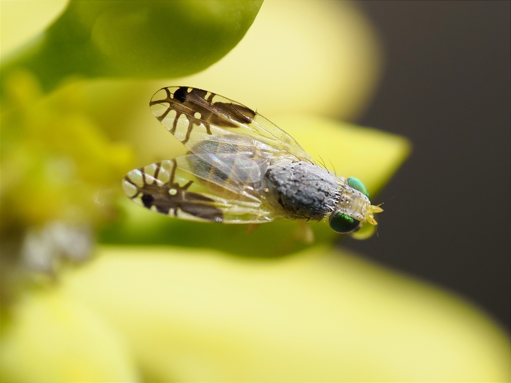 Goniurellia