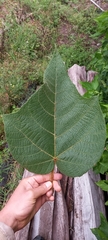 Croton draconoides