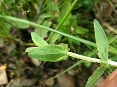 Hypericum undulatum