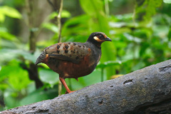 Arborophila javanica