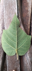 Croton draconoides