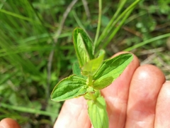 Hypericum undulatum
