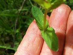 Hypericum undulatum