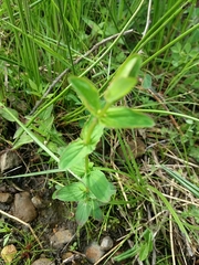 Hypericum undulatum