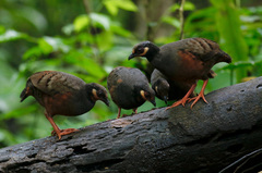 Arborophila javanica