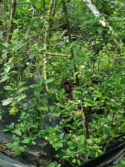Elaeodendron
