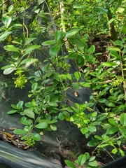 Elaeodendron