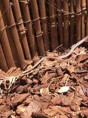 Masticophis lateralis euryxanthus