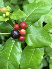 Rauvolfia tetraphylla