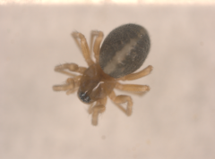 Araneoidea