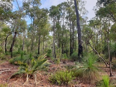 Eucalyptus marginata