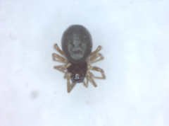 Araneoidea