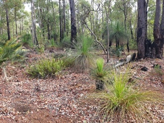 Xanthorrhoea preissii