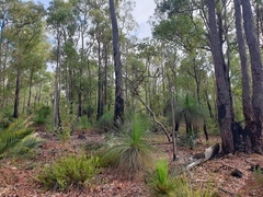 Xanthorrhoea preissii