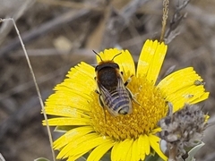 Megachile binominata