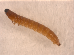 Elateridae