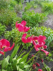 Tulipa