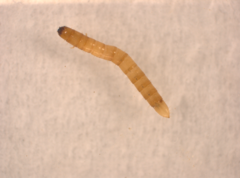Elateridae
