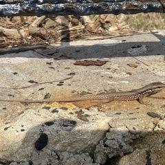 Phoenicolacerta laevis