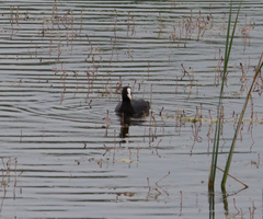 Fulica atra