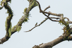 Cinnyris fuelleborni