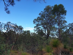 Corymbia calophylla