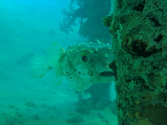 Cyclichthys spilostylus