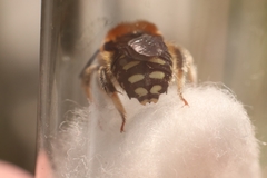 Anthidium punctatum