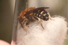 Anthidium punctatum