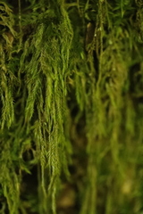 Hypnum cupressiforme filiforme