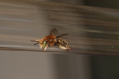 Anthidium punctatum