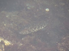 Sphoeroides greeleyi