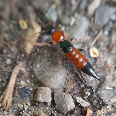 Paederus schoenherri