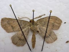 Metarranthis obfirmaria