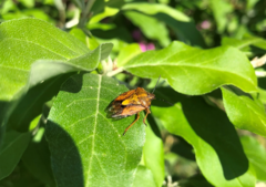 Carpocoris purpureipennis