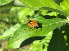 Carpocoris purpureipennis