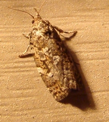 Choristoneura fumiferana