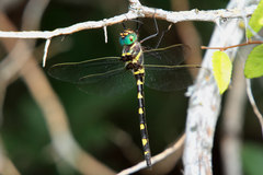 Macromia